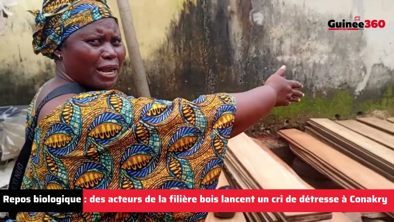 Repos biologique : les acteurs de la filière bois lancent un cri de détresse à Conakry