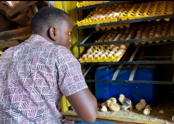 Crise du carburant en Guinée : des aviculteurs fortement impactés