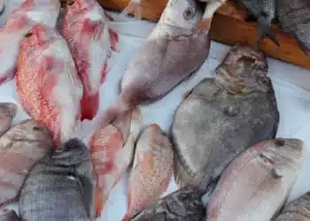 Pénurie de carburant :  le secteur de la pêche durement frappé, éventuelle hausse de prix du poisson