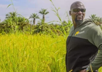 Autosuffisance alimentaire en Guinée : impact de la baisse budgétaire dans le secteur agricole