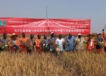 Kérouané : Le Consortium Winning Simandou lance la récolte du riz régénéré