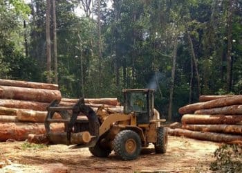 Guinée : la coupe et le transport du bois interdits jusqu’à nouvel ordre