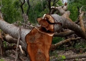 Dabola : le chef de secteur de Toroko accusé de détruire la forêt classée