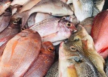 Zone maritime guinéenne : les activités de pêche industrielle et démersale fermées pour 2 mois