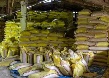 Contrôle qualité : saisie record de près de 10 000 sacs de riz impropre à la consommation