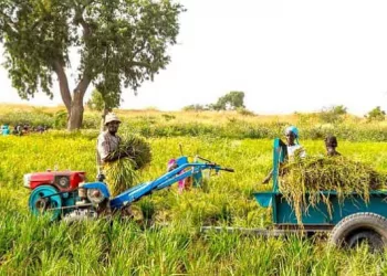 Financement agricole : la BAD accorde 102,79 millions USD à trois pays, dont la Guinée