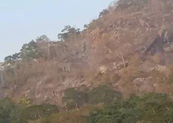 Incendie  dans la forêt de Ziama: les résultats  de l’enquête  révélés