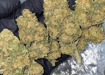 Matam  : saisie de 114 doses de drogue Kush par les Services spéciaux