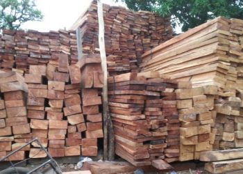 Guinée : le gouvernement suspend la coupe et le transport de bois