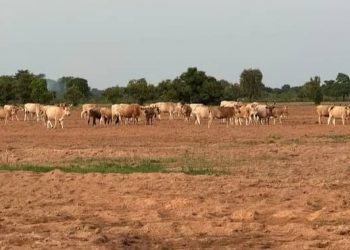 Guinée : interdiction formelle de la divagation des animaux pendant la saison agricole
