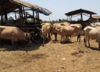 Abattage illégal de bœufs : le gouvernement alerte et menace de sanctions