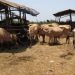 Abattage illégal de bœufs : le gouvernement alerte et menace de sanctions