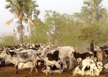 Transhumance : le gouvernement guinéen ordonne le départ immédiat des éleveurs étrangers