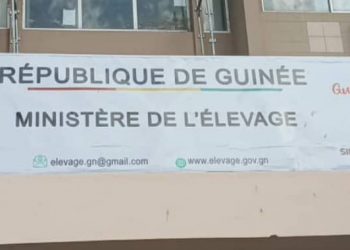 Crise de la viande à Conakry : réunion décisive au ministère de l’Élevage