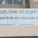 Crise de la viande à Conakry : réunion décisive au ministère de l’Élevage