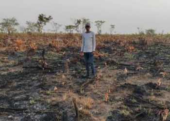 Forécariah : une plantation d’anacardiers ravagée par un incendie à Senguelen