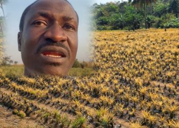 « 55 000 pieds d’ananas partis en fumée » : le cri de détresse de Boubacar Barry face à des incendies suspects