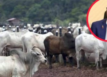 Élevage : la Guinée mise sur l’expertise brésilienne pour accroître sa production