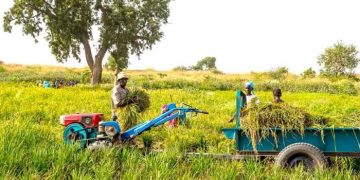 Agro-industrie : plus de 30 millions USD pour dynamiser les chaînes de valeur agricoles en Guinée