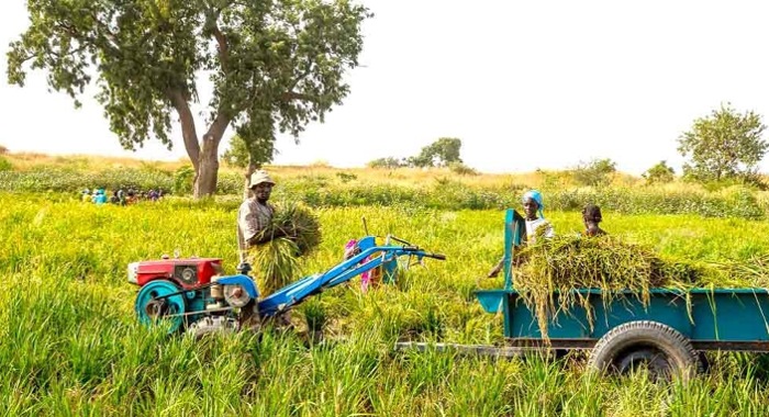 Agro-industrie : plus de 30 millions USD pour dynamiser les chaînes de valeur agricoles en Guinée